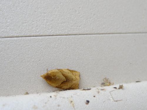 Réf. 198 140 : Clepsis rurinana